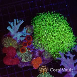 Neon Garden Softie Plate