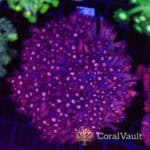 Pink Galaxy Goniopora