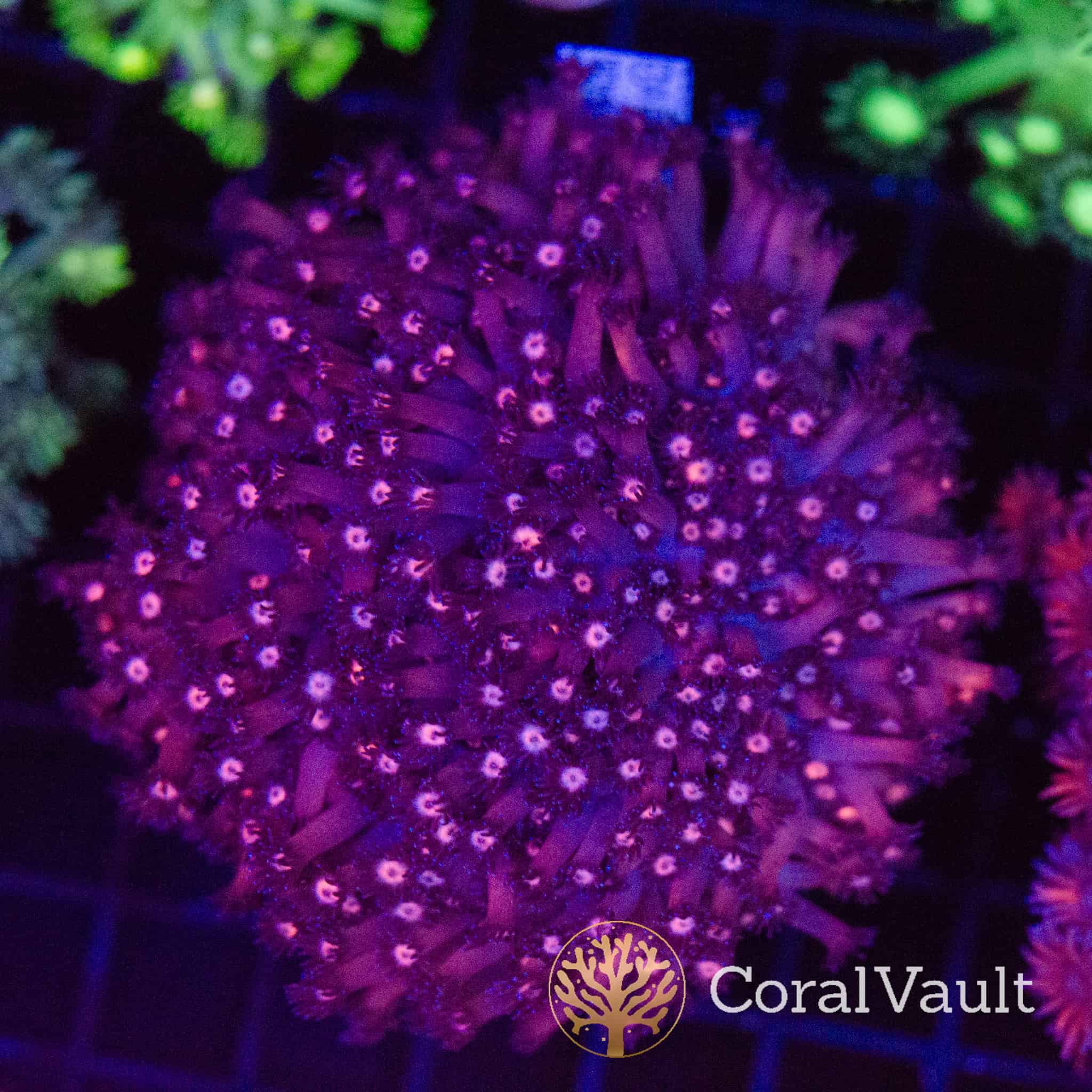 Pink Galaxy Goniopora