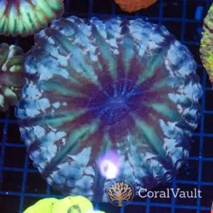 Frostbite Indophyllia