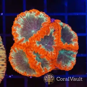 Red Apple Blastomussa