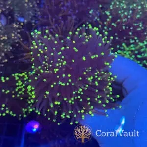 Triple Head Atomic Torch