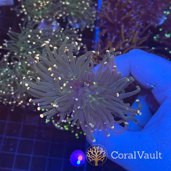 Double Head Pink Tip Torch