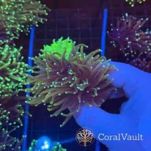 A Grade Hellfire Splitting Heads