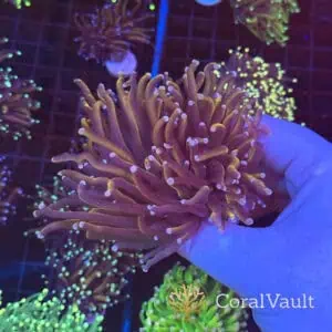 XL Pink Tip Gold Torch