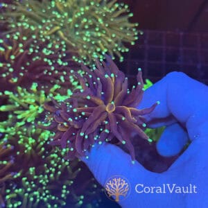 Double Head Tiger Torch