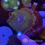 XL Lime Rhodactis Mushroom