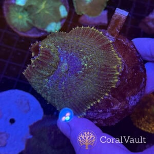 XL Lime Rhodactis Mushroom