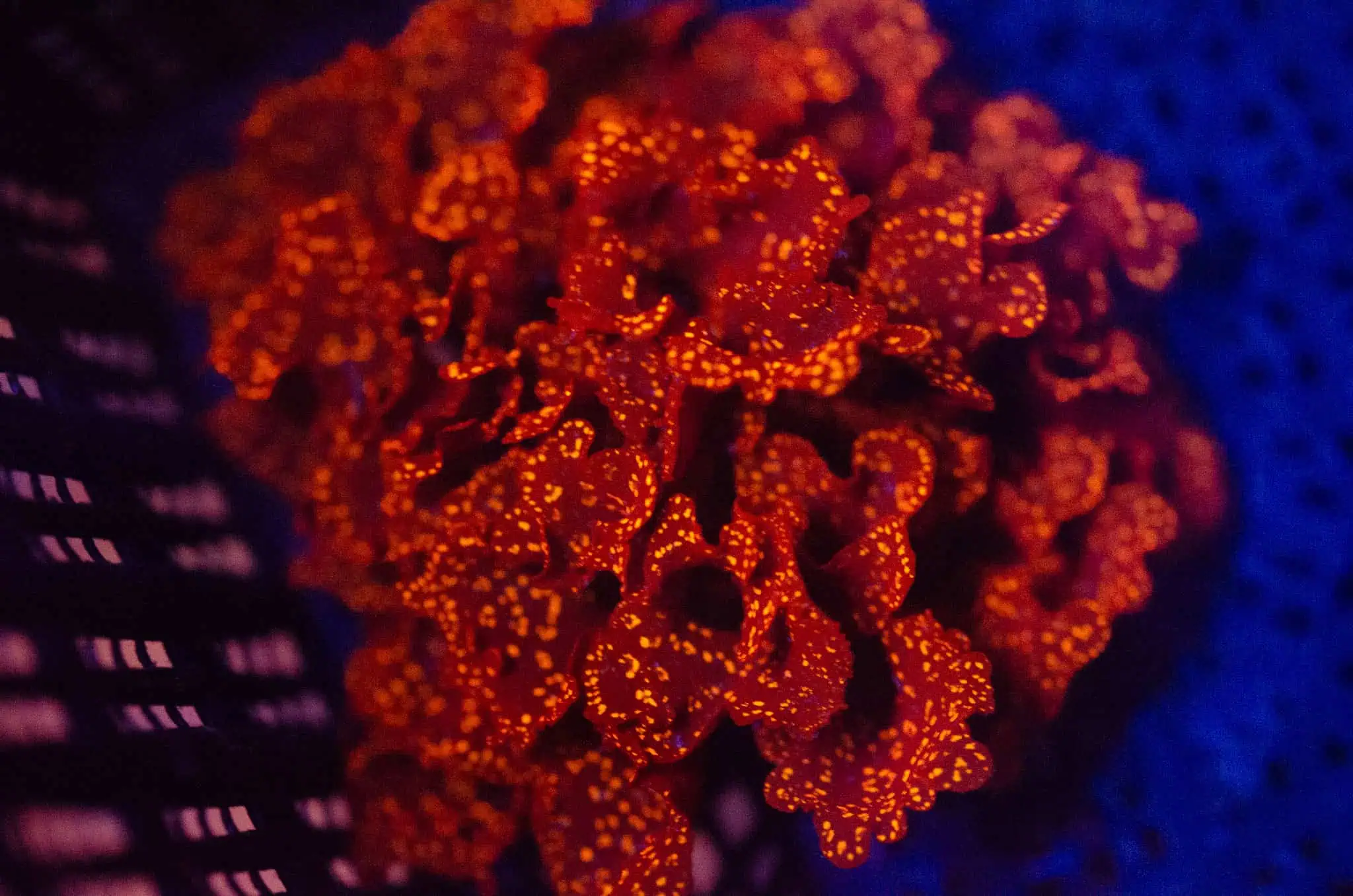 Macroalgae