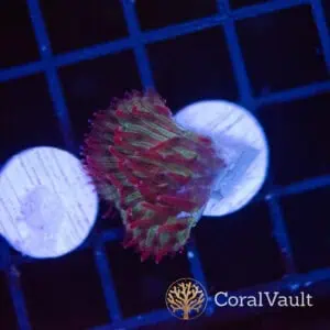Candy Sauce Diaseris Plate Frag