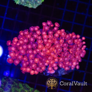 XL Pink Goniopora Colony