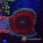 Red Ring Rockflower Anemone