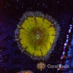 Sour Lemon Rockflower Anemone