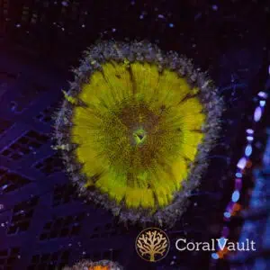 Sour Lemon Rockflower Anemone