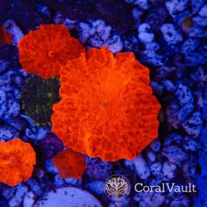 Orange Crush Mushroom
