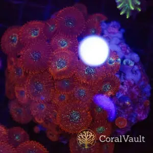 Magician Zoas Colony