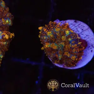 Orange Maui Wowi Mushroom