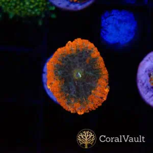 Orange & Blue Rhodactis Mushroom