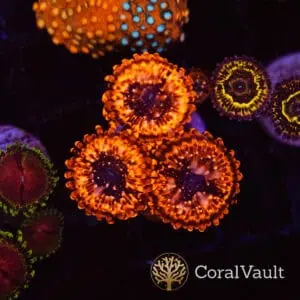 Utter Chaos Zoas