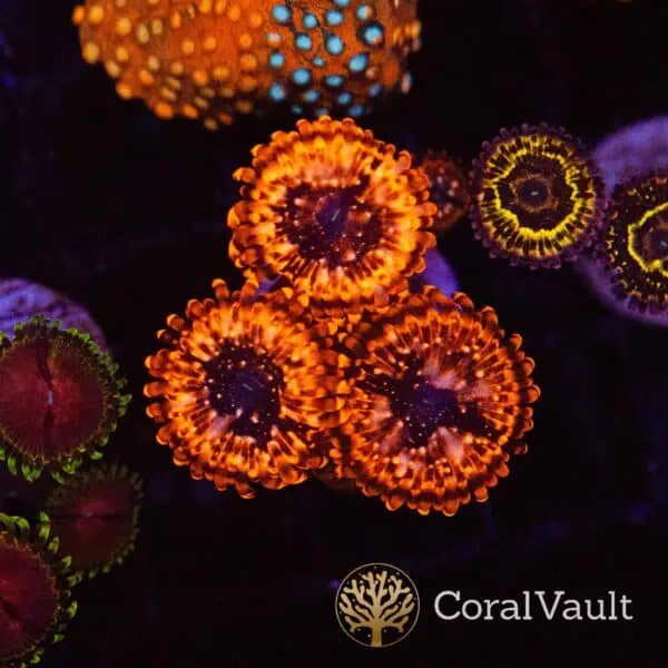 Utter Chaos Zoas