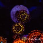 Double Polyp Stratosphere Zoa