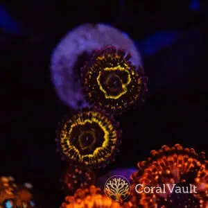 Double Polyp Stratosphere Zoa