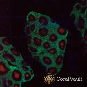 Toxic Green Favia