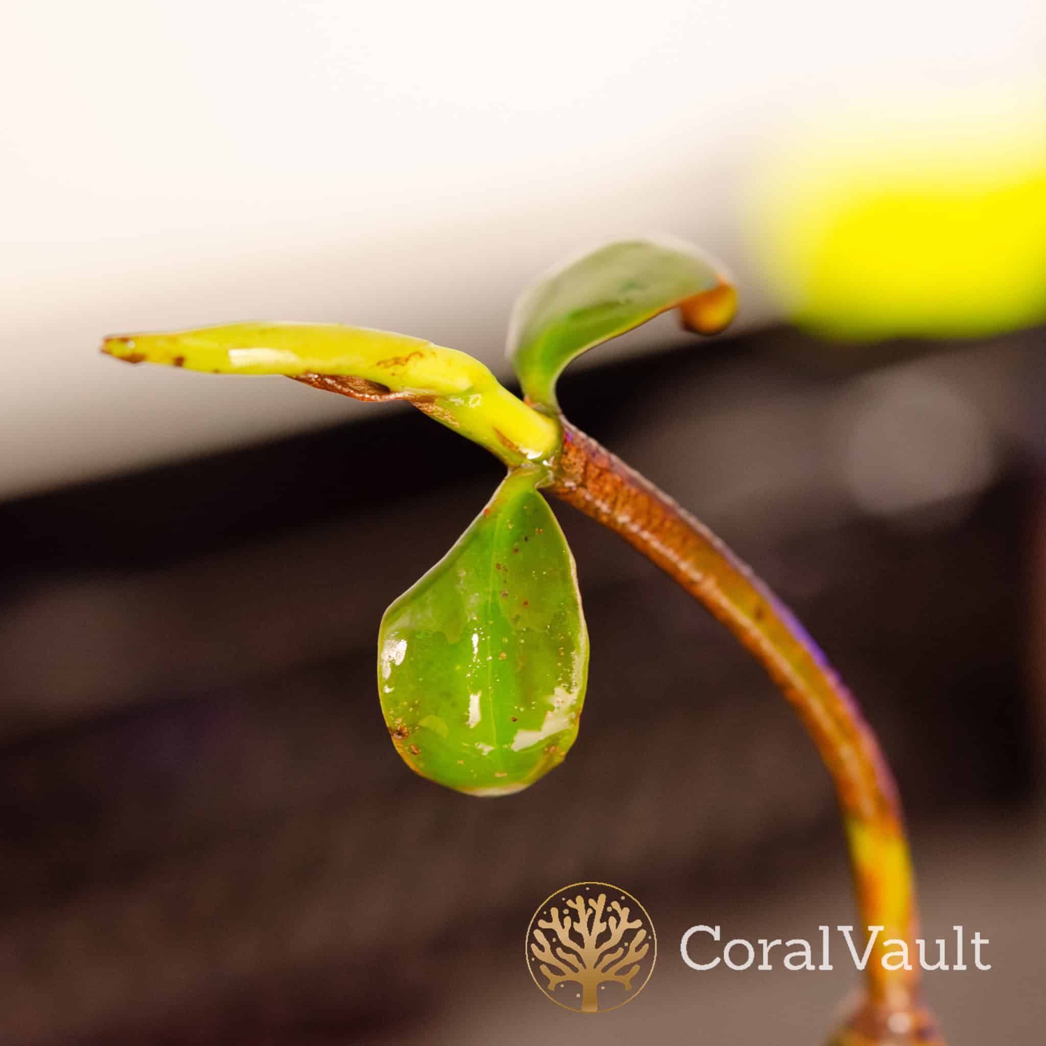 Red Mangrove - Image 3