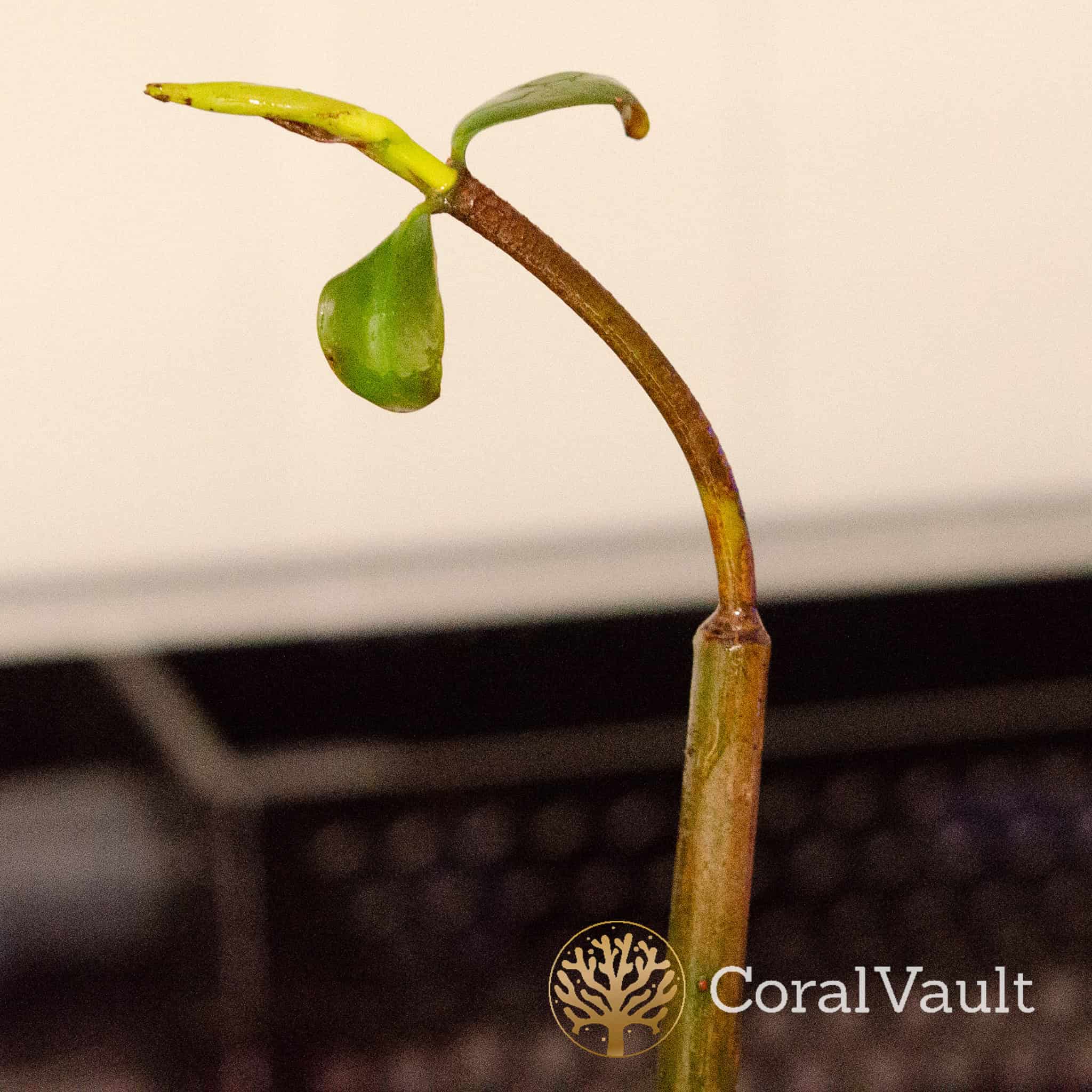 Red Mangrove - Image 2
