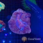 Purple Storm Trachyphyllia