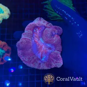 Purple Storm Trachyphyllia