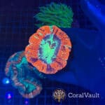 Red Splatter Trachyphyllia