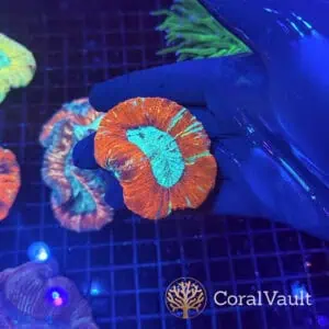 Fire And Ice Trachyphyllia
