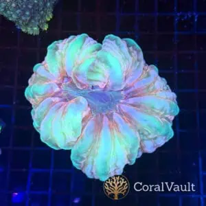 Pastel Cynarina