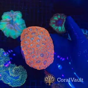 Orange Acan Colony