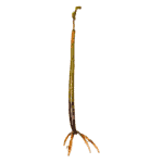 Red Mangrove
