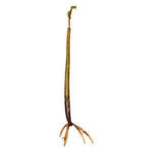 Red Mangrove