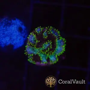 Rainbow Hydnophora Frag