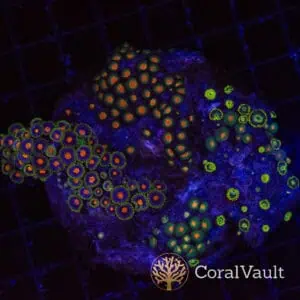 Red Eye Zoa Colony