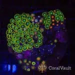 Lime Zoa Colony