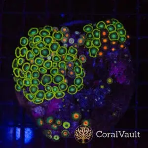 Lime Zoa Colony