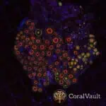 Ruby Zoa Colony
