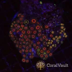 Ruby Zoa Colony