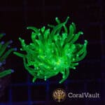 Reverse Holy Grail Torch