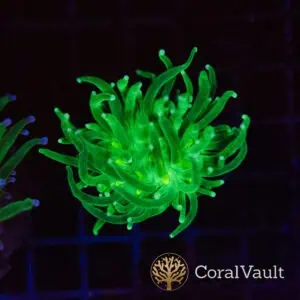 Reverse Holy Grail Torch