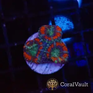 Red Acan Frag