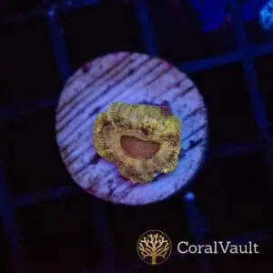 Golden Pharaoh Acan
