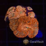 Pale Red Blastomussa