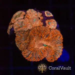 Pale Red Blastomussa
