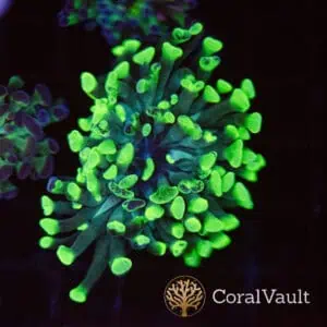 Toxic Green Branching Hammer